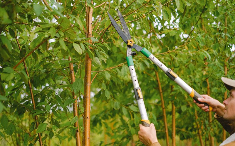 Tree trimming in Sherwood, ND