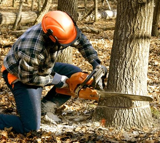Tree Removal in Sherwood, ND